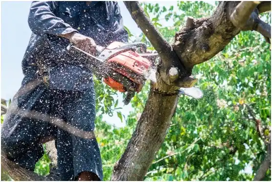 tree services Durand